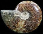 Cleoniceras Ammonite Fossil - Madagascar #41665-1